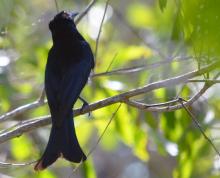 Spangled Drongo