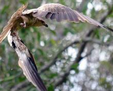 Whistling Kite