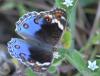 Blue-Argus_female.jpg