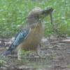 Blue-winged Kookaburra