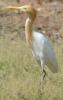 Cattle Egret (breeding)