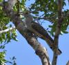 Channel-billed Cuckoo