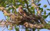 Collared Sparrowhawk nest-building