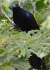 Common Koel