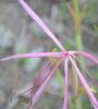 Crinum uniflorum