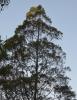 Cypress Pine