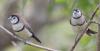 Double-barred Finch