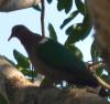 Emerald Dove