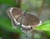 Fuscous Swallowtail (female)