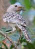 Great Bowerbird