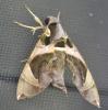 Hawkmoth