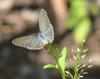 Jewelled Grass-blue