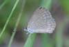 Jewelled Grass-blue