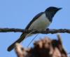 Leaden Flycatcher