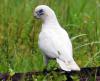 Little Corella