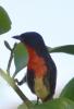 Mistletoebird - male