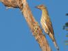 Olive-backed Oriole