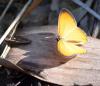 Orange Ringlet