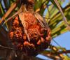 Pandanus spiralis