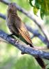 Pheasant Coucal