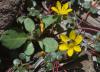 Portulaca bicolor