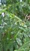 Red Bead Tree