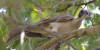 Silver-crowned Friarbird