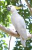 Sulphur-crested Cockatoo