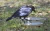 Torresian Crow