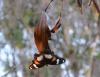 Varied Eggfly_female