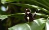 Varied Eggfly_male