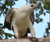 White-bellied Sea-eagle