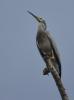 White-faced Heron