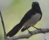 Willie Wagtail