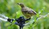 Yellow Oriole