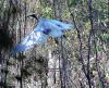 Australian White Ibis