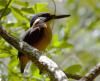 Azure Kingfisher