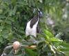 Blue-faced Honeyeater