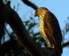 Brown Goshawk