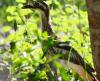 Bush-stone Curlew