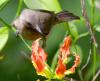 Dusky Honeyeater