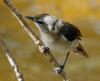 Large-billed Gerygone