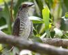 Little Bronze Cuckoo