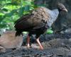 Orange-footed Scrubfowl