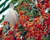 Pied Imperial Pigeon