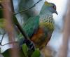 Rose-crowned Fruit-dove