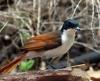 Shining Flycatcher