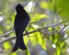 Spangled Drongo