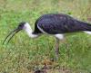 Straw-necked Ibis