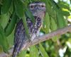 Tawny Frogmouth